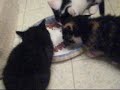 Cute Little Kittens 3