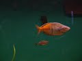 Rainbowfish 2 Rainbowfish 2