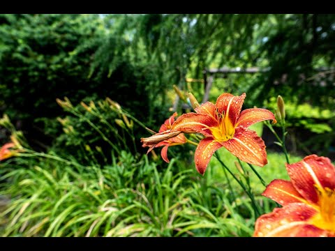 Video Prodej chaty 17 m² - Děčín VII - Chrochvice