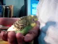 Henry Yawns!