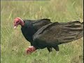 Urubu-de-cabeca-vermelha