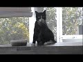 Weeble Wobble the Special Needs Wonder Kitty