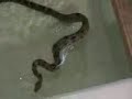 dog-cat-and-rat.html