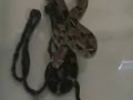 Red-Tail-Boa-Drowns-