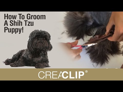 how to care puppy shih tzu
