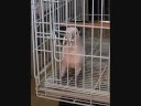 jeeter trying to escape