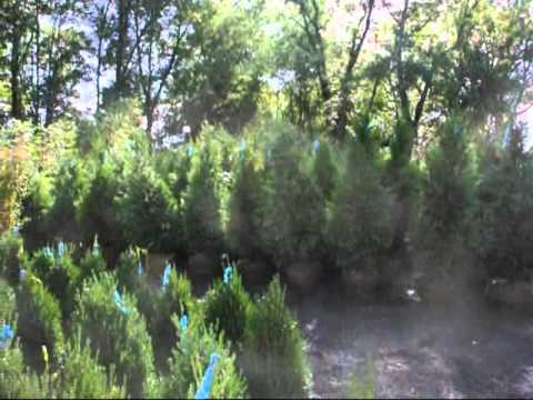 how to fertilize cryptomeria