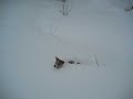 Jack Russel Terrier; En hund etter pudder.
