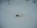 Jack Russel Terrier; En hund etter pudder.