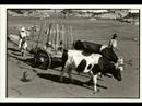 MAPUCHE LAND - ARAUCANIA - CHILE