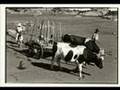 MAPUCHE LAND - ARAUCANIA - CHILE
