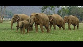 Elephant dance in Vietnam