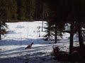 Metso aka Capercaillie aka Tetrao urogallus urogallus