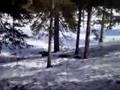 Metso aka Capercaillie aka Tetrao urogallus urogallus