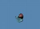 Dividing Cube