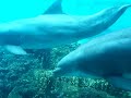 dolphins at seaworld.MOV