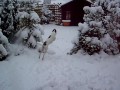 Tequila the snowdog (a smooth haired Fox Terrier)
