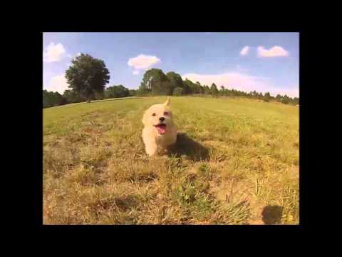 Christine the Cavapoo Puppy Playing!