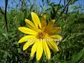 topinambur-helianthus-tuberosus-jerusalem-artichoke-topinambour-or-topinambur.html