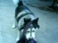 videos de Loba estirando un pedazo de tela hahaaha