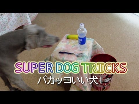 バカッコいい犬！～SUPER DOG TRICKS