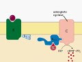 intracellular signal