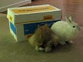 Three Lionhead Rabbits Playing With Box Three Lionhead Rabbits Playing With Box