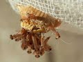 Little mantids hatching