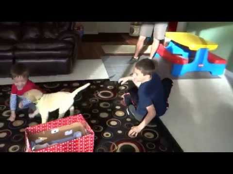 Puppy Surprise – Boys get a Yellow Labrador Puppy as an early Christmas present Puppy Surprise – Boys get a Yellow Labrador Puppy as an early Christmas present