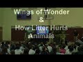 Wings of Wonder Show
