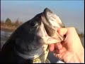 Big Bass Compilation, largemouth bass fishng