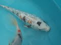 Pond Plants Direct: 8-10\" Koi