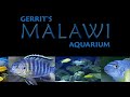 Malawi Tank Video! Cichlid, Mbuna, African Fish, Aquarium