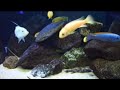 Malawi Tank Video! Cichlid, Mbuna, African Fish, Aquarium