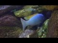 Malawi Tank Video! Cichlid, Mbuna, African Fish, Aquarium