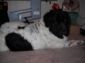 Grooming Quincy .wmv