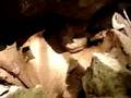 Osage Copperhead(Agkistrodon contortrix phaeogaster) '08