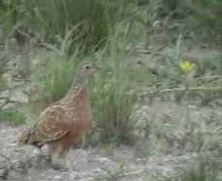 Burchells Sandgrouse