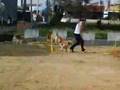 黃金軍團的敏捷犬訓練媽媽康妮篇(08年亞洲盃我們來了!彰化鹿港~鹿和訓犬學校~防衛犬~狗學校~飛盤狗~中部~小狗訓練~敏