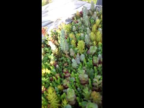 how to transplant hens and chick plants