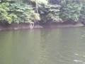 亀山湖：柿ノ木下