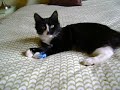The sounds of purring