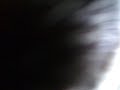 The sounds of purring