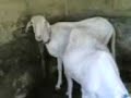 les moutons de ISMAILA BA  TEL : 824-24-04 / 547-42-53