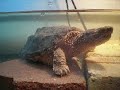 SNAPPING TURTLE EATING MOUSE
