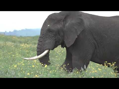 MAKALA MAALUMU KUHUSU HIFADHI YA TAIFA NGORONGORO