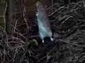 Rattus norvegicus 2