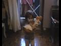 videos de Camila Rial sin pañales cantando con Papá