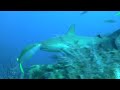 Jim Abernethys Shark Expedition Feb. 2007