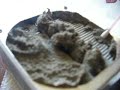 Scraping dust from an AMD heatsink Scraping dust from an AMD heatsink